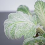 szalwia-srebrzysta-salvia-argentea-silver