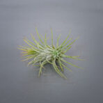 tillandsia-ionantha-var-scaposa-oplatwa