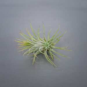 tillandsia-ionantha-var-scaposa-oplatwa