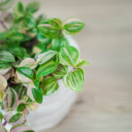 trzykrotka-tricolor-baby-tradescantia-fluminensis-tricolor