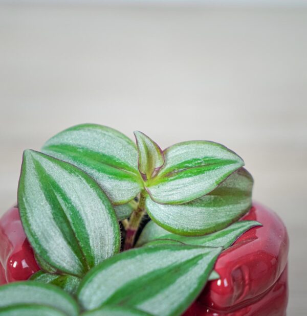 trzykrotka-zebra-baby-tradescantia-zebrina (2) trzykrotka-zebra-baby-tradescantia-zebrina