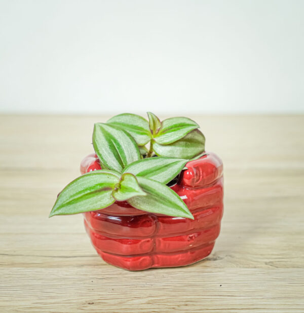 trzykrotka-zebra-baby-tradescantia-zebrina trzykrotka-zebra-baby-tradescantia-zebrina
