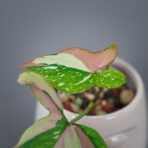 syngonium-red-spot-tricolor