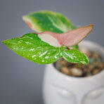 syngonium-red-spot-tricolor