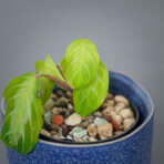 maranta-silver-band