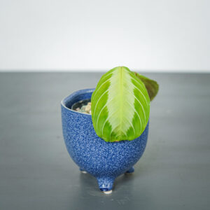 maranta-silver-band