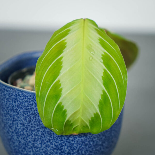 maranta-silver-band maranta-silver-band
