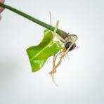 philodendron-mexicanum