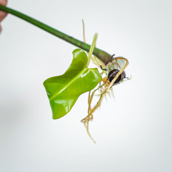 philodendron-mexicanum philodendron-mexicanum
