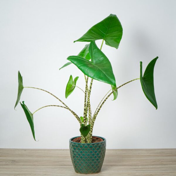 alokazja-zebrina-alocasia alokazja-zebrina-alocasia