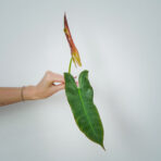 philodendron-atabapoense-sadzonka