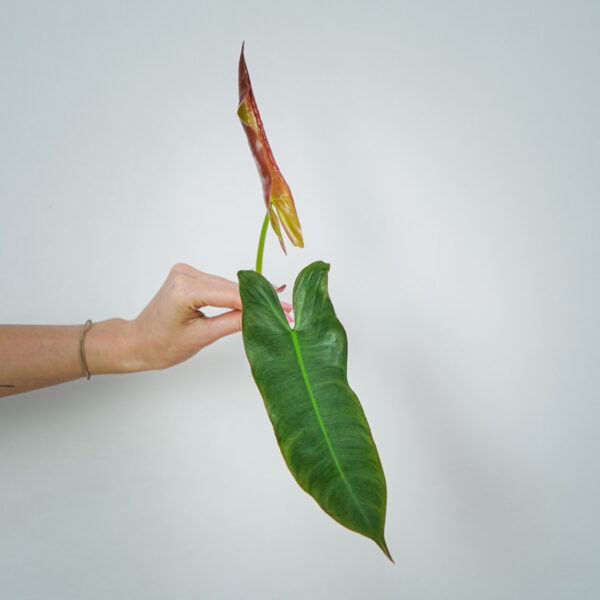philodendron-atabapoense-sadzonka philodendron-atabapoense-sadzonka