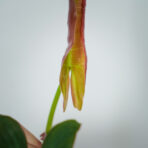 philodendron-atabapoense-sadzonka