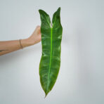 philodendron-atabapoense-sadzonka