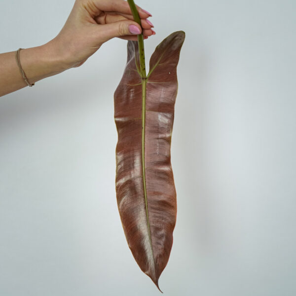philodendron-atabapoense-sadzonka philodendron-atabapoense-sadzonka