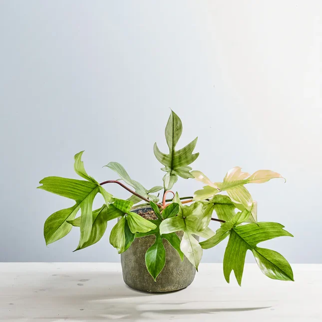 MS141k_0076_MS14 76 Philodendron florida ghost
