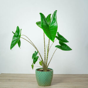 alokazja-zebrina-alocasia
