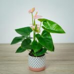 anthurium-andraeanum-spirit