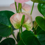 anthurium-andraeanum-spirit