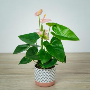 anthurium-andraeanum-spirit