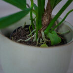 anthurium-gracile