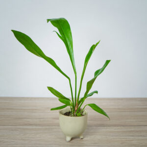 anthurium-gracile