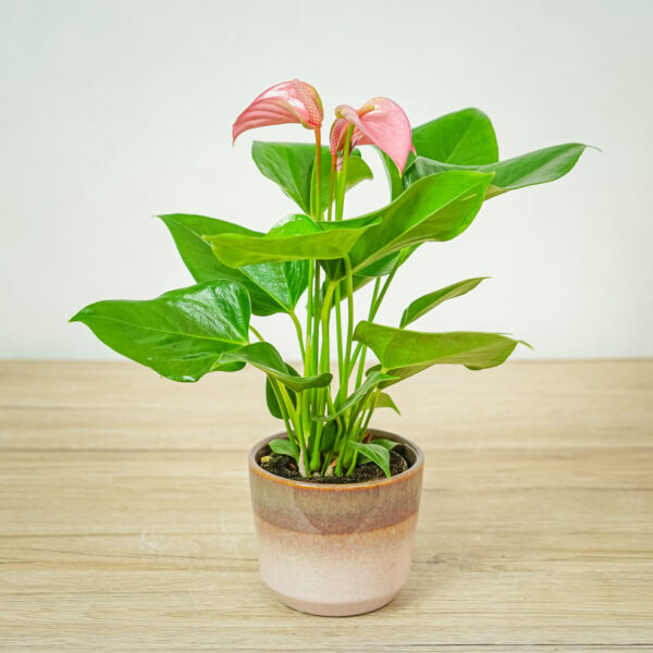 anthurium-pink anthurium-pink