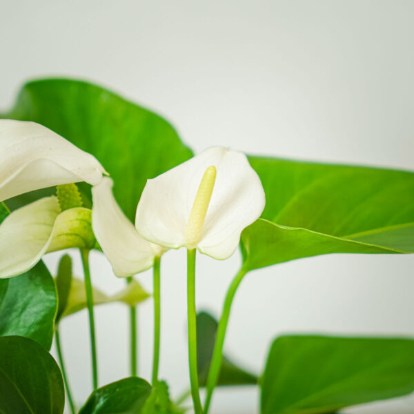 anthurium-white (2) anthurium-white