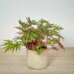 begonia-himalayan