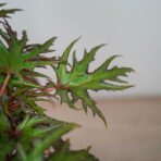 begonia-himalayan