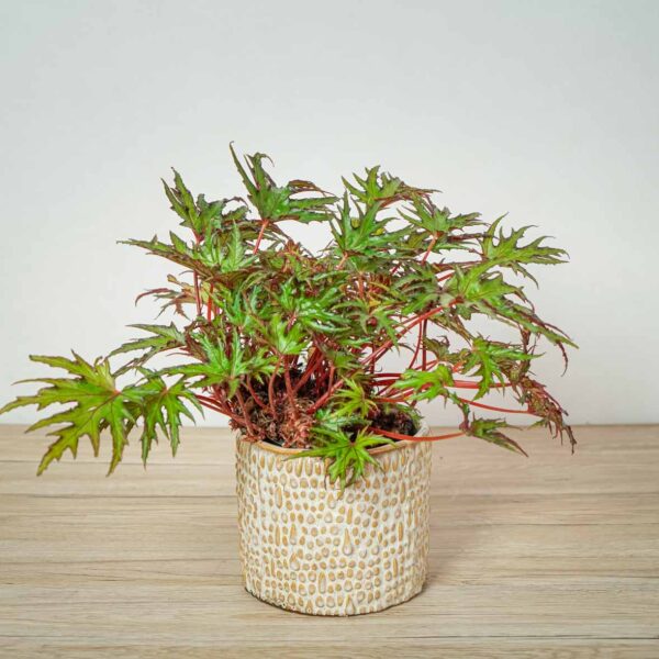 begonia-himalayan begonia-himalayan