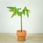 begonia-maculata-tamaya-drzewko