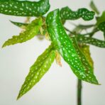 begonia-maculata-tamaya-drzewko