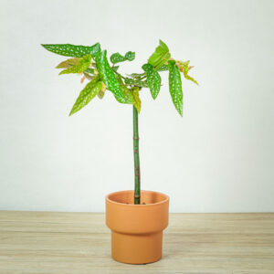 begonia-maculata-tamaya-drzewko