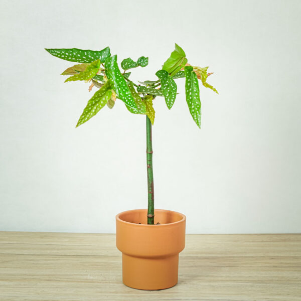 begonia-maculata-tamaya-drzewko begonia-maculata-tamaya-drzewko