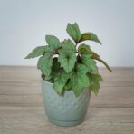 begonia-pollux