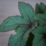 begonia-pollux