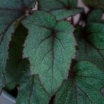 begonia-pollux