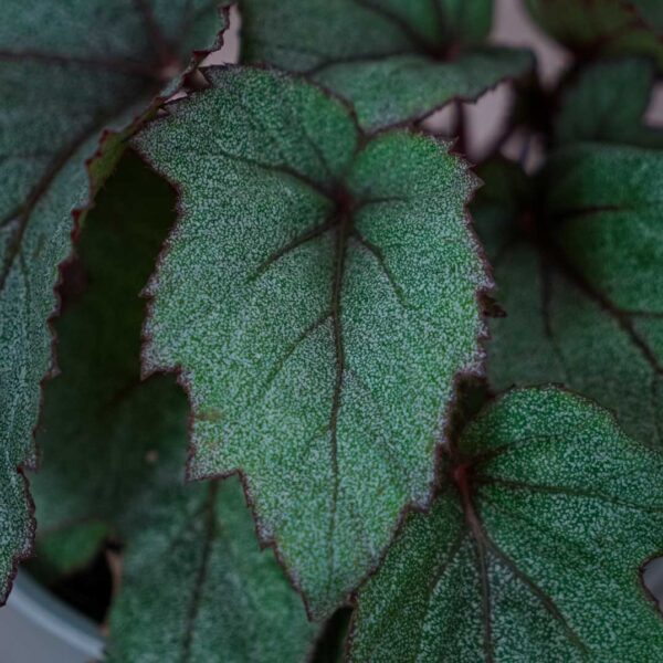 begonia-pollux (3) begonia-pollux
