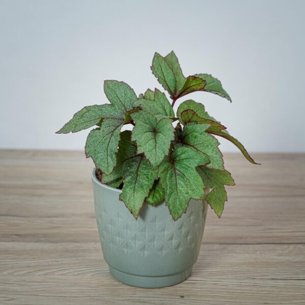begonia-pollux