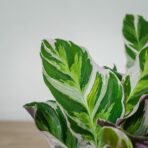 calathea-white-fusion