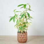 costus-arabicus-variegatus