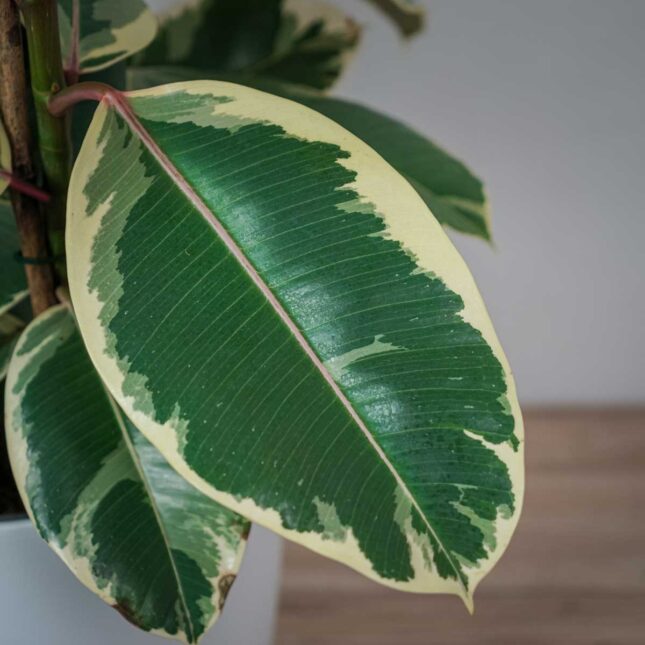 fikus-elastica-tineke-ficus-drzewko (2) fikus-elastica-tineke-ficus-drzewko
