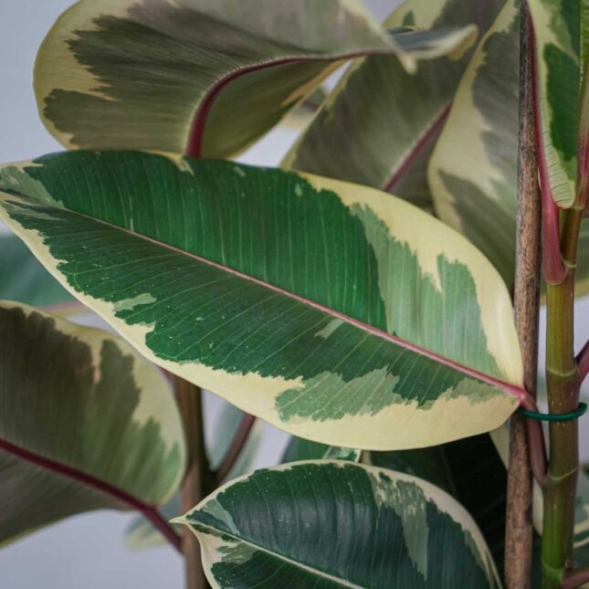 fikus-elastica-tineke-ficus-drzewko (3) fikus-elastica-tineke-ficus-drzewko