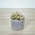fittonia-mosaic-pink-tiger