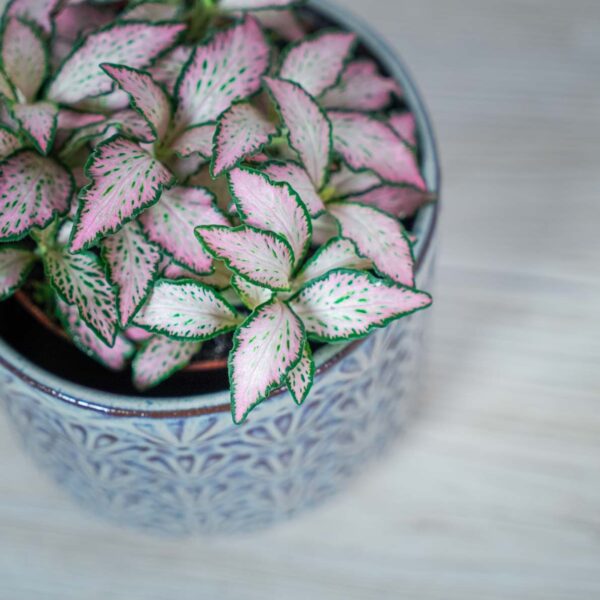 fittonia-mosaic-pink-tiger (2) fittonia-mosaic-pink-tiger