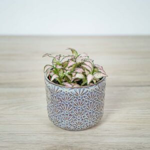 fittonia-mosaic-pink-tiger