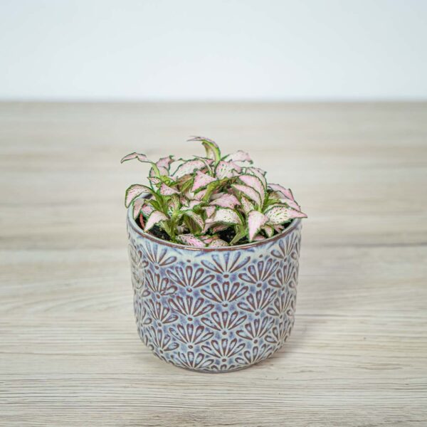 fittonia-mosaic-pink-tiger fittonia-mosaic-pink-tiger