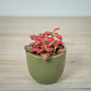 fittonia-mosaic-red-forest-flame