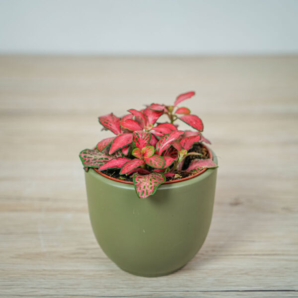 fittonia-mosaic-red-forest-flame